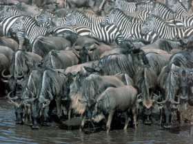 Gorilla Safari & the Masai Mara